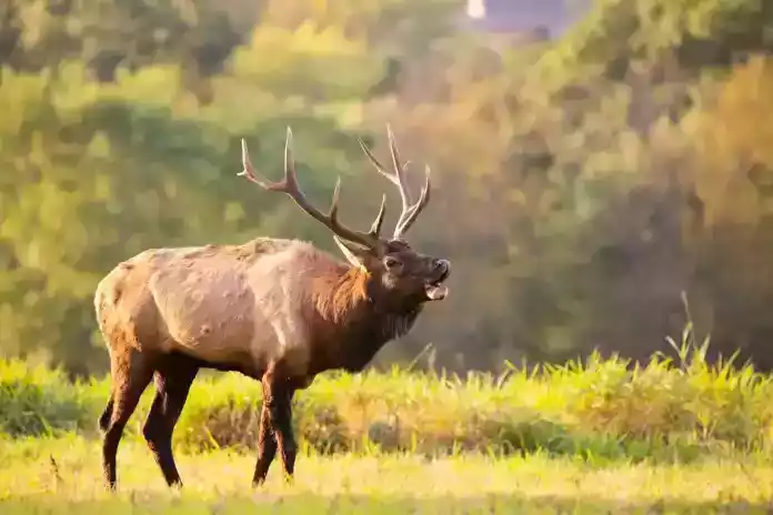 Deer in the wild