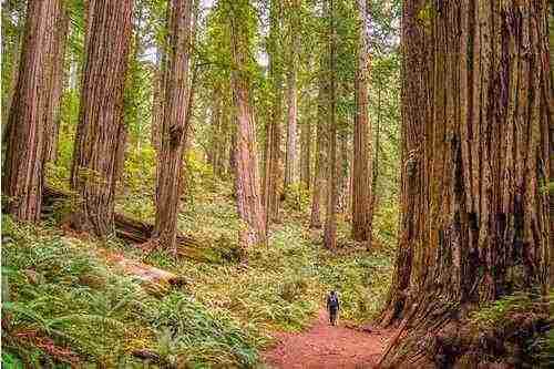 california state park - redwoods