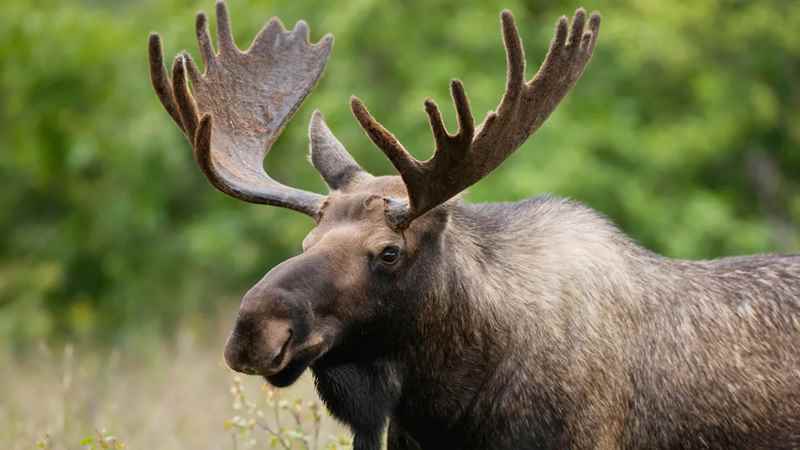moose hunting canada