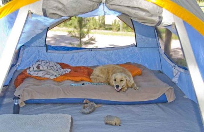 Dog camping Gear